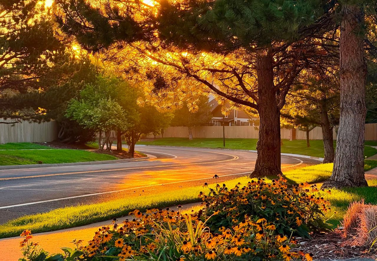 Golden evening light on a tree-lined Clarke Farms street